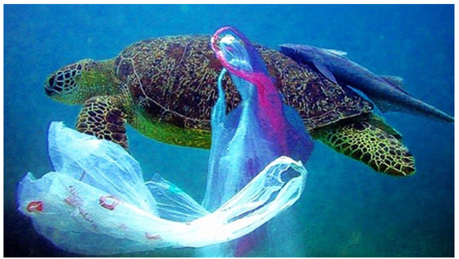 Các loại động vật biển chịu ảnh hưởng nặng nề từ rác thải